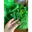 Combo 500g Cỏ Điểm Cành Táo Hoa Cúc Đã Bỏ Gọng Dùng Để Trang Trí, Bó Hoa, Cúc Hoạ Mi, Cúc Tana DUHA 146