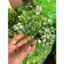 Bịch 1kg Cỏ Điểm Cúc Họa Mi Đã Nhặt Sạch Cọng Hoa Điểm Cho Giỏ Trái Cây, Giỏ Quà Tặng DUHA 146
