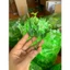 Bịch 1kg Cỏ Điểm Cúc Họa Mi Đã Nhặt Sạch Cọng Hoa Điểm Cho Giỏ Trái Cây, Giỏ Quà Tặng DUHA 146