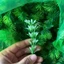 Túi 100g Cỏ Tai Chuột, Lá Táo Non, Cúc Họa Mi. Thêm Điểm Nhấn Cho Hoa Hồng,Sáp,Nhũ 1-7 Bông DUHA 147