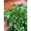 Túi 100g Cành Táo Hoa Trắng Cúc Họa Mi Cỏ Điểm Nhặt Sạch DUHA 148