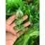 Túi 500g Bi Nụ .Cỏ Điểm Cành Táo Hoa Trắng Dùng Làm Vòng Hoa Đội Đầu.Điểm Vào Bó Hoa Sáp Hoa Giấy DUHA 148