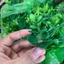 Túi 100g Cỏ Điểm,Cỏ Tuyết, Cỏ Móc, Điểm Hoa Sáp, Hoa Lụa Chưa Bỏ Cọng DUHA 152