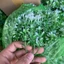Combo 500g Cỏ Điểm Cỏ Móc, Sen Đá Nhiều Mẫu Để Bó Kèm Hoa Sáp, Hoa Lụa... DUHA 153