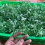 Túi 100g Cỏ Móc, Cỏ Baby Hoa Điểm, Lá Điểm Trang Trí Bó Hoa DUHA 153