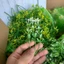 1kg Cỏ Điểm Nhựa Cỏ Móc, Sen Đá Trang Trí Tiểu Cảnh Và Nhiều Ý Tưởng Decor Khác DUHA 153
