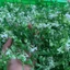 1kg Cỏ Điểm Nhựa Cỏ Móc, Sen Đá Trang Trí Tiểu Cảnh Và Nhiều Ý Tưởng Decor Khác DUHA 153