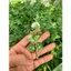 Túi 500g Bi Nụ .Cỏ Điểm Cành Táo Hoa Trắng Dùng Làm Vòng Hoa Đội Đầu.Điểm Vào Bó Hoa Sáp Hoa Giấy DUHA 148