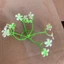 100g Cỏ Điểm Baby Cỏ Bi Lá Hồng Lá Táo Hoa Giả Nhựa Làm Hoa Trang Trí Handmade DUHA 141