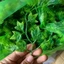 Combo 100g Cỏ Tùng Sen Đá Cỏ Điểm Trang Trí Hoa. Dùng Bó Hoa Sáp, Giỏ Hoa Các Loại. DUHA 144