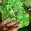 Bịch 500g Cỏ Điểm Hoa Cúc Hoạ Mi Nhựa Đã Nhặt Sach DUHA 145
