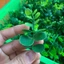 Túi 100g Cỏ Điểm,Cỏ Tuyết, Cỏ Móc, Điểm Hoa Sáp, Hoa Lụa Chưa Bỏ Cọng DUHA 152