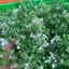 Bịch 100g Cỏ Điểm Cúc Họa Mi, Cành Táo ngắn Cắm Hoa Đã Nhặt Sạch Dây Cọng - Combo 1kg Trộn Nhiều Mẫu DUHA 153