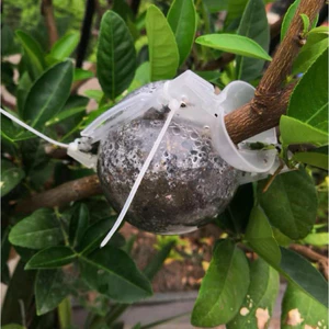 chiết bầu trong suốt