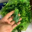 Combo 500g Cỏ Điểm Cỏ Rêu Lá táo Bi Loại Mới - Cỏ Điểm Baby - Cỏ Điểm Bi Nhựa DUHA 149
