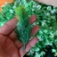 Túi 1kg Cành điểm Cỏ Rêu Lá táo Hoa Cỏ Bi, Bi Nụ, Làm Vòng Kỉ Yếu, Trang Trí, 𝐂𝐨̉ Đ𝐢𝐞̂̉𝐦 𝐓𝐫𝐚𝐧𝐠 𝐓𝐫𝐢́ DUHA 149