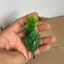 Combo 500g Cỏ Điểm Cỏ Rêu Lá táo Bi Loại Mới - Cỏ Điểm Baby - Cỏ Điểm Bi Nhựa DUHA 149
