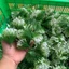 1kg Cỏ Điểm Cỏ Thông Đã Nhặt Sạch Tuyết Trắng DUHA 150
