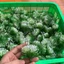 100g Cỏ Điểm Cỏ Thông Cỏ Chấm Hỏi, Cỏ Nhựa Dùng Để Trang Trí Bó Hoa, Trang Trí Handmade Siêu Xinh DUHA 150