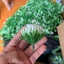 100g Cỏ Điểm Cỏ Thông Cỏ Chấm Hỏi, Cỏ Nhựa Dùng Để Trang Trí Bó Hoa, Trang Trí Handmade Siêu Xinh DUHA 150