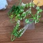 Combo 500g Cỏ Điểm Cánh Táo, Cỏ Móc Điểm Hoa, Điểm Thông, Điểm Cúc Mi, Điểm Gạo, Bị Cụp DUHA 151