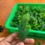 Combo 100g Cỏ Điểm, Cúc Họa Mi, Cỏ Rêu Lá táo Cỏ Tuyết Cỏ Điểm Trang Trí Giỏ Quà, Bó Hoa Tươi, Hoa Sáp DUHA 149