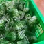 100g Cỏ Điểm Cỏ Thông Cỏ Chấm Hỏi, Cỏ Nhựa Dùng Để Trang Trí Bó Hoa, Trang Trí Handmade Siêu Xinh DUHA 150