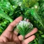 Combo 500g Cỏ Điểm Cỏ Thông Tùng Cỏ Thông Ngắn Chưa Nhặt Gọng DUHA 150