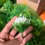 100g Cỏ Điểm Cỏ Thông Cỏ Chấm Hỏi, Cỏ Nhựa Dùng Để Trang Trí Bó Hoa, Trang Trí Handmade Siêu Xinh DUHA 150