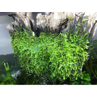 [[ vỉ rêu java siêu rẻ || Rêu Gắn Bonsai, gắn layout thuỷ sinh, bể cá cảnh ]]