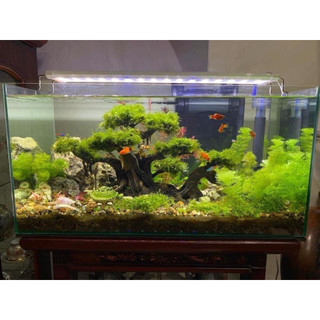 [[ vỉ rêu java siêu rẻ || Rêu Gắn Bonsai, gắn layout thuỷ sinh, bể cá cảnh ]]