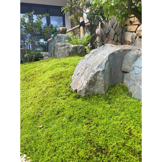 [[ rêu wepping trang trí terarium bán cạn setup ]]
