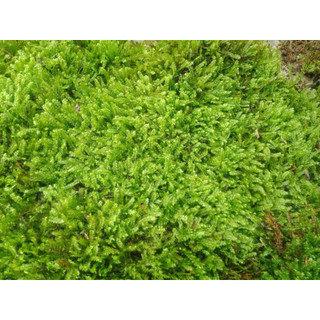 [[ rêu wepping trang trí terarium bán cạn setup ]]