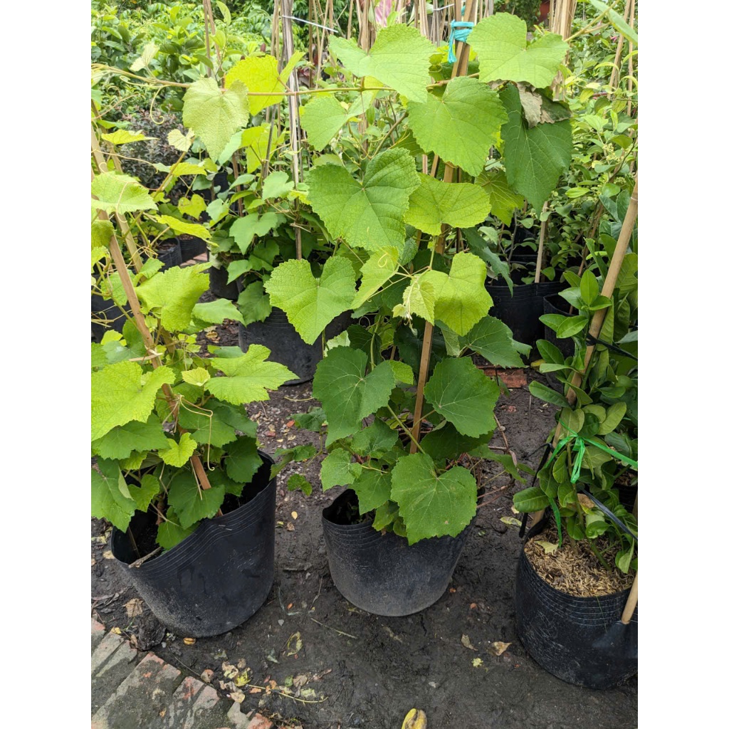 Cây Nho Xanh Ninh Thuận BÁC HAI GARDEN - Cây Giống Thân Leo Trồng Sân Thượng, Ban Công Chịu Nắng Tốt, Siêu Trái