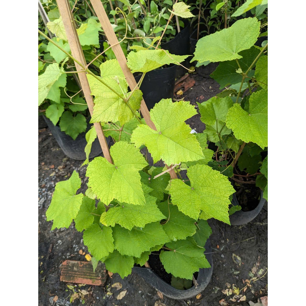 Cây Nho Xanh Ninh Thuận BÁC HAI GARDEN - Cây Giống Thân Leo Trồng Sân Thượng, Ban Công Chịu Nắng Tốt, Siêu Trái
