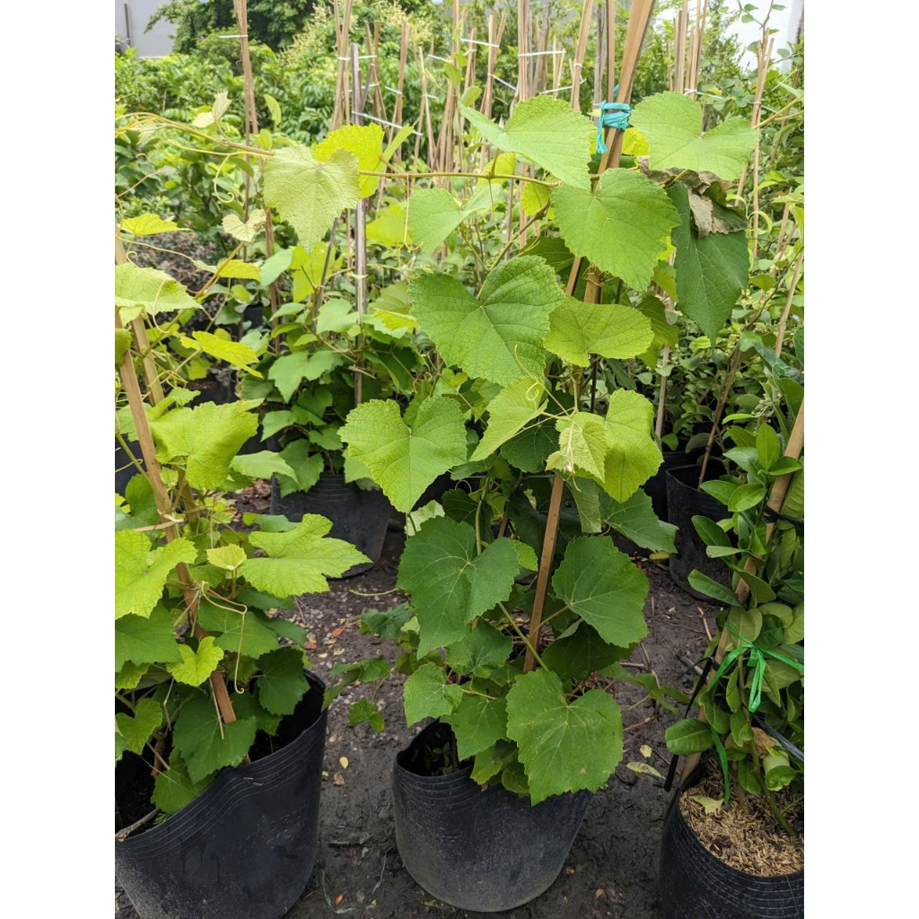Cây Nho Xanh Ninh Thuận BÁC HAI GARDEN - Cây Giống Thân Leo Trồng Sân Thượng, Ban Công Chịu Nắng Tốt, Siêu Trái