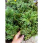 trang trí tiểu cảnh, hòn non bộ,,setup terarium.vv ]]
