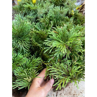 [[ 10 cây dương xỉ đá vui longf xem video (trường sinh thảo) trang trí tiểu cảnh, hòn non bộ,,setup terarium.vv ]]