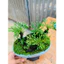 trang trí tiểu cảnh, hòn non bộ,,setup terarium.vv ]]