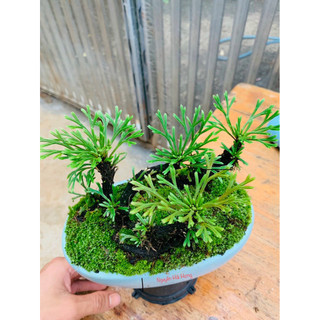 [[ 10 cây dương xỉ đá vui longf xem video (trường sinh thảo) trang trí tiểu cảnh, hòn non bộ,,setup terarium.vv ]]