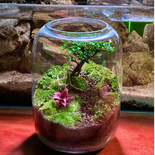 Terrarium set up sẵn " Cây Cô Đơn "   trang trí bàn làm việc giúp thư giãn và thanh lọc không khí