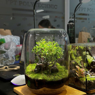 Terrarium set up sẵn " Cây Cô Đơn "   trang trí bàn làm việc giúp thư giãn và thanh lọc không khí