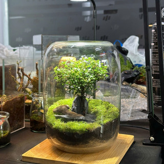 Terrarium set up sẵn " Cây Cô Đơn "   trang trí bàn làm việc giúp thư giãn và thanh lọc không khí