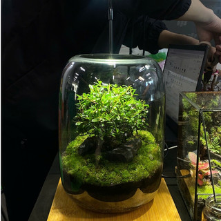 Terrarium set up sẵn " Cây Cô Đơn "   trang trí bàn làm việc giúp thư giãn và thanh lọc không khí