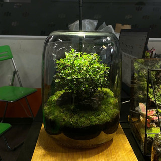 Terrarium set up sẵn " Cây Cô Đơn "   trang trí bàn làm việc giúp thư giãn và thanh lọc không khí