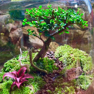 Terrarium set up sẵn " Cây Cô Đơn "   trang trí bàn làm việc giúp thư giãn và thanh lọc không khí