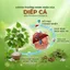 Trà Diếp Cá Túi Lọc Ammu – Thanh Mát Cơ Thể, Dễ Uống Hằng Ngày, Phù Hợp Dùng Mỗi Ngày, Hộp 20 Túi