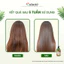 Combo Gội + Xả Hương Nước Hoa Coboté giúp tóc bóng khoẻ, giữ màu tóc nhuộm và lưu hương 480ml/100ml