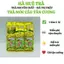 Trà Móc Câu đặc biệt Thái Nguyên hái 1 tôm, 2 lá, nước xanh, hương thơm, vị chát nhẹ, hậu ngọt sâu