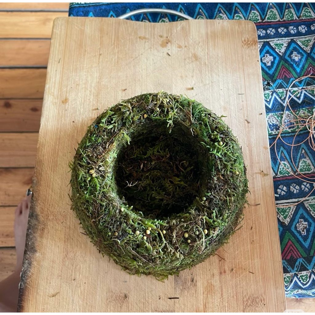 ( AA A kokedama quả cầu rêu tự nhiên đủ kích thước( làm từ rêu tự nhiên hàng làm thủ công) )
